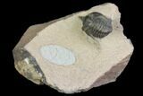 Bargain, Pseudocryphaeus Trilobite - Lghaft, morocco #137708-1